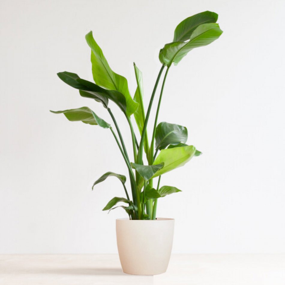 Strelitzia Nicolai