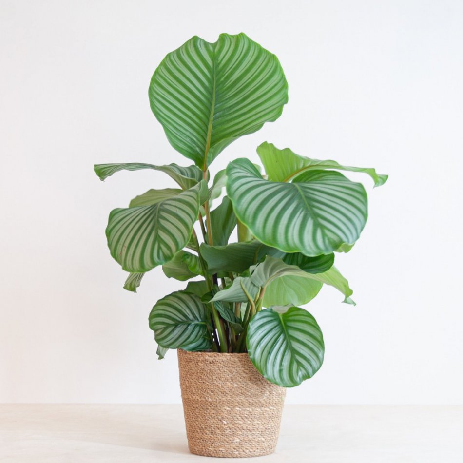 Calathea Orbifolia