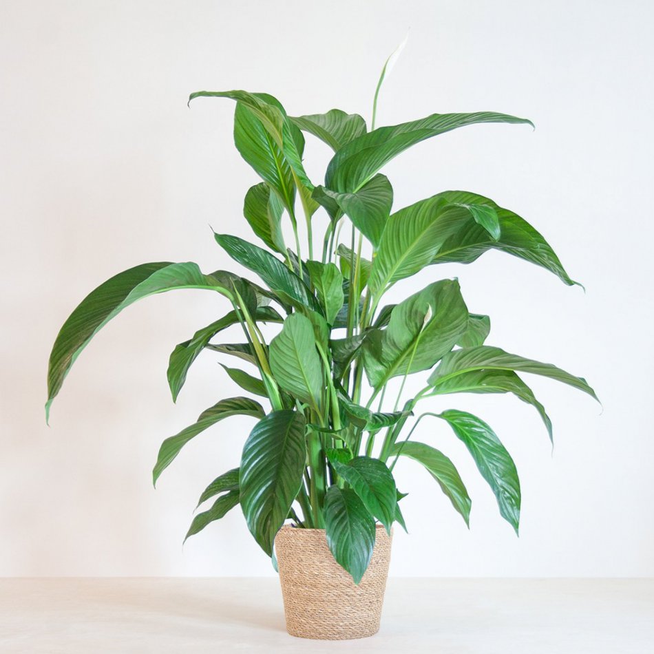 Spathiphyllum Sweet Lauretta