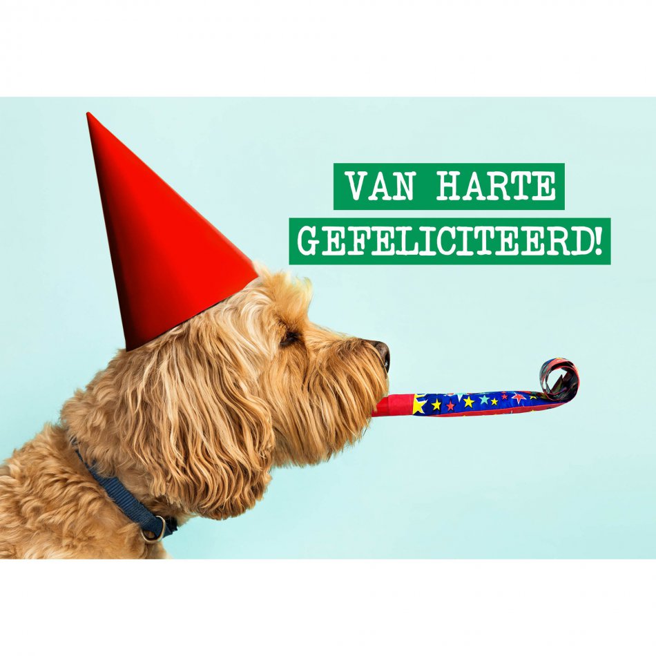 Verjaardag Feestvierende hond