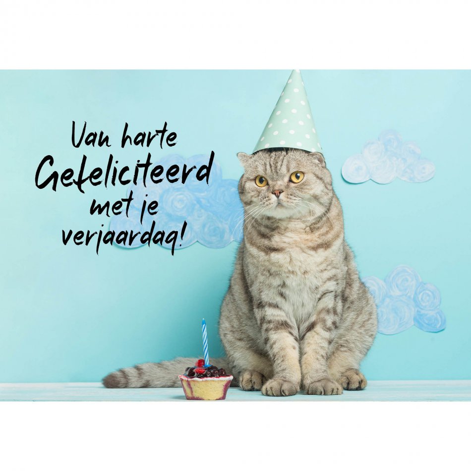 Verjaardag Feestvierende kat