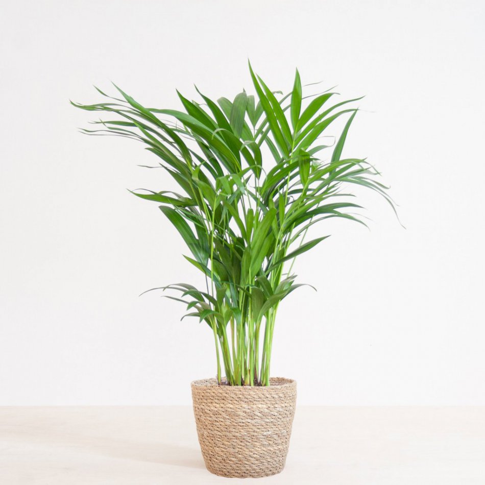 Areca Lutescens-Dypsis
