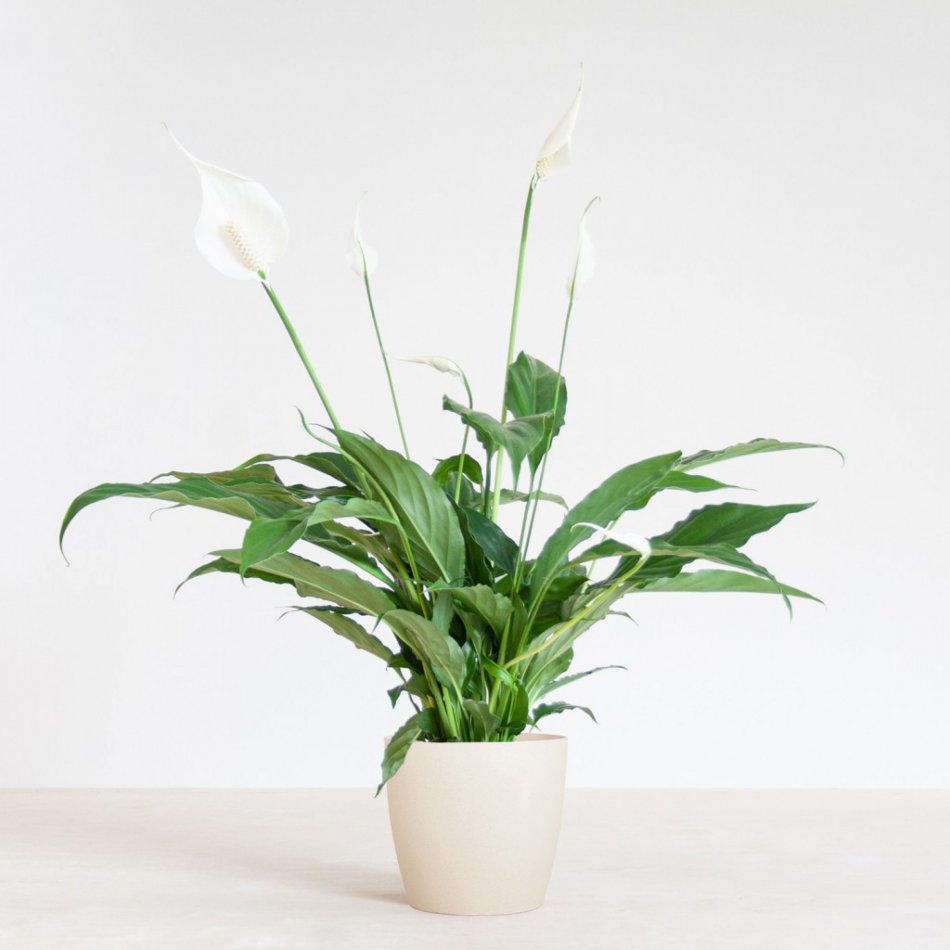 Spathiphyllum Torelli