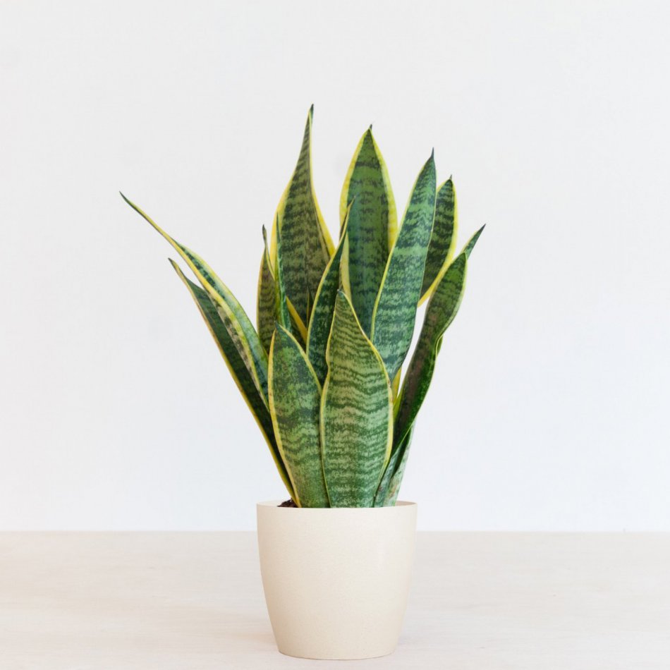 Sansevieria Laurentii
