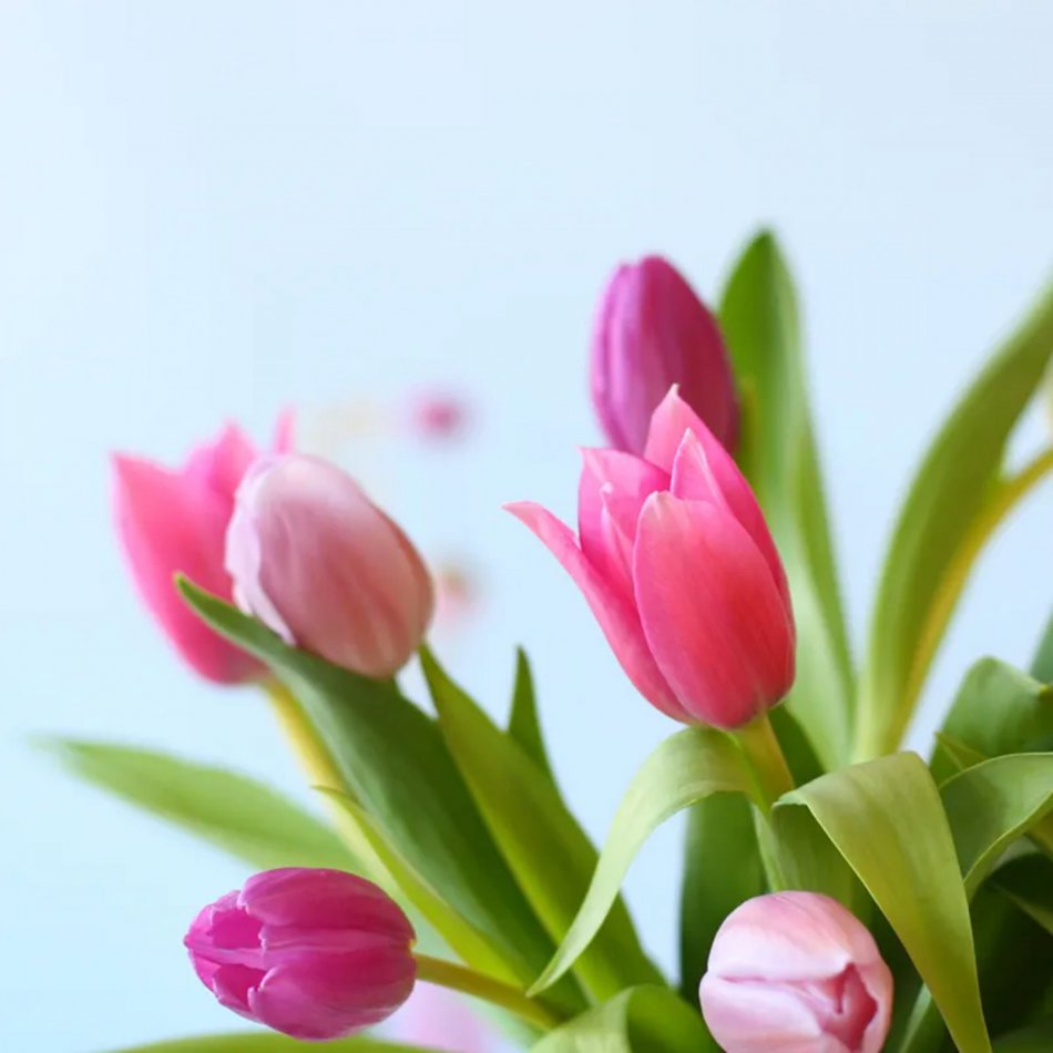 Brievenbus Tulpen Pastel