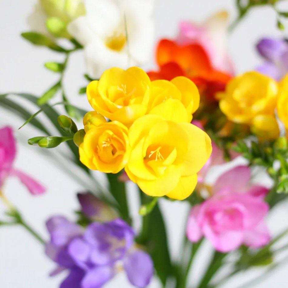 Happy Breeze Brievenbusbloemen